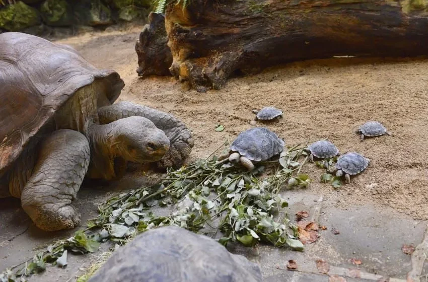  Endangered 80-year-old tortoise becomes a first-time mom