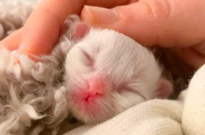  The couple saved a newborn kitten abandoned by a mother cat