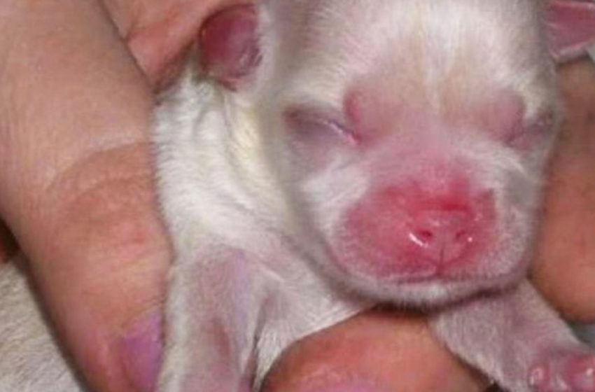  A boy saves a tiny puppy from death. He grows into expensive purebred after