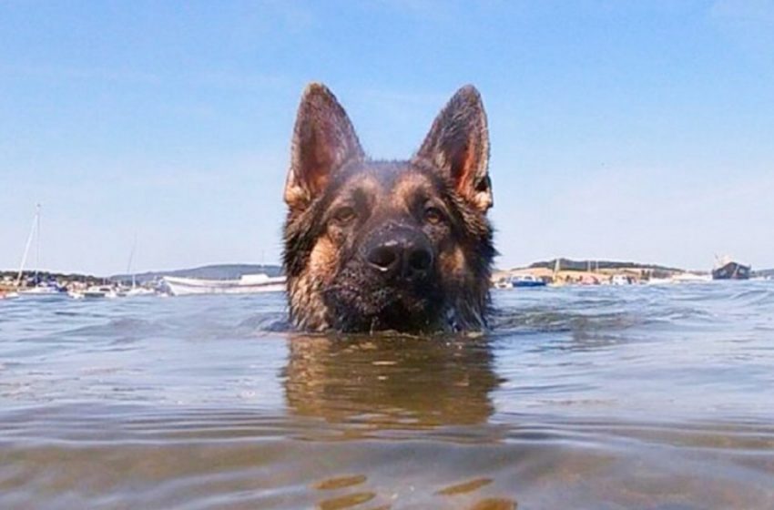  A dog swims for 11 hours to save his owner