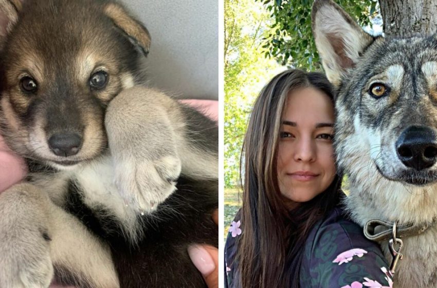  A wolf cub adopted by a woman becomes her pet