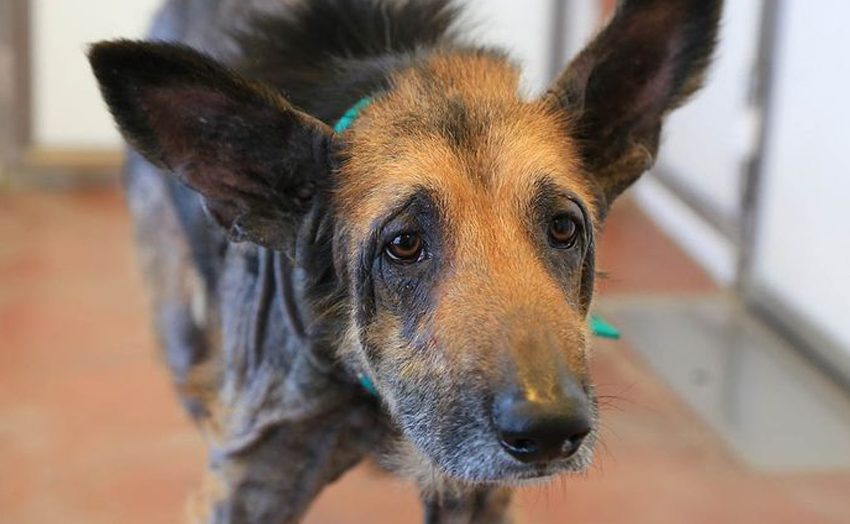  The homeless dog was found by volunteers in a horrible condition, but they quickly showed how beautiful was that doggy