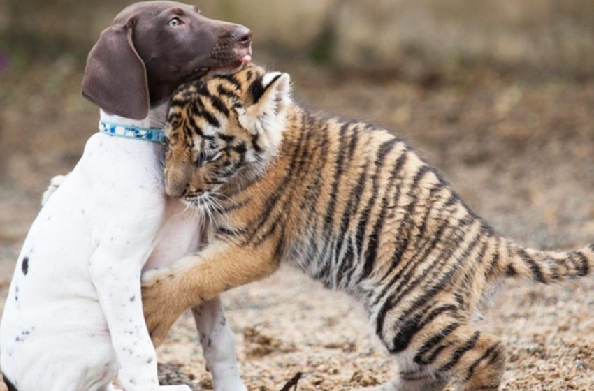  An abandoned tiger cub finds comfort in a puppy