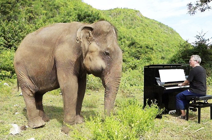  Elephants are treated with classic music in Thailand sanctuary