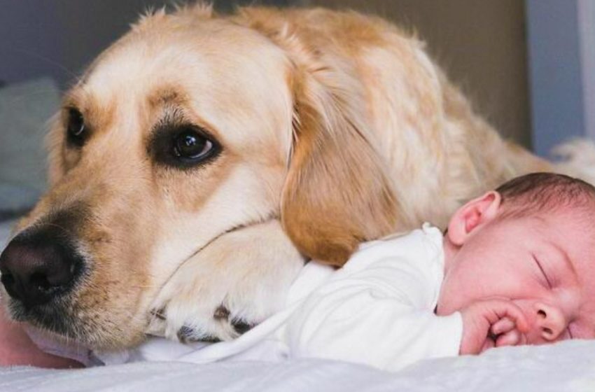  Lovely friendship between a golden retriever & a newborn baby