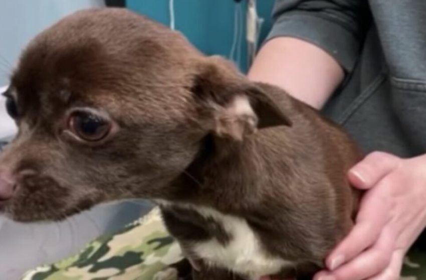  A dog dumped in the train station now safe and healing