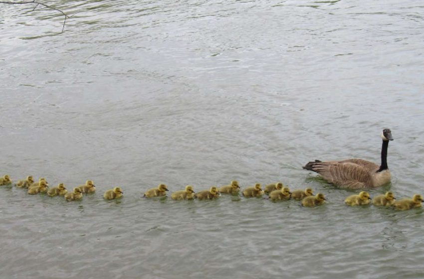  A goose raises 47 babies and all survive