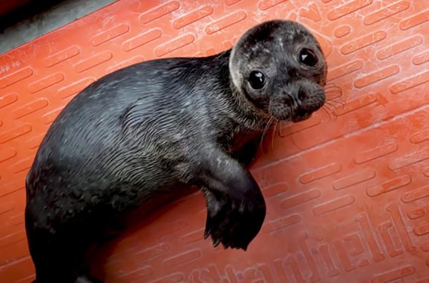  Orphaned baby seal hits glasses of his aquarium in desperate hope to reunite with his family