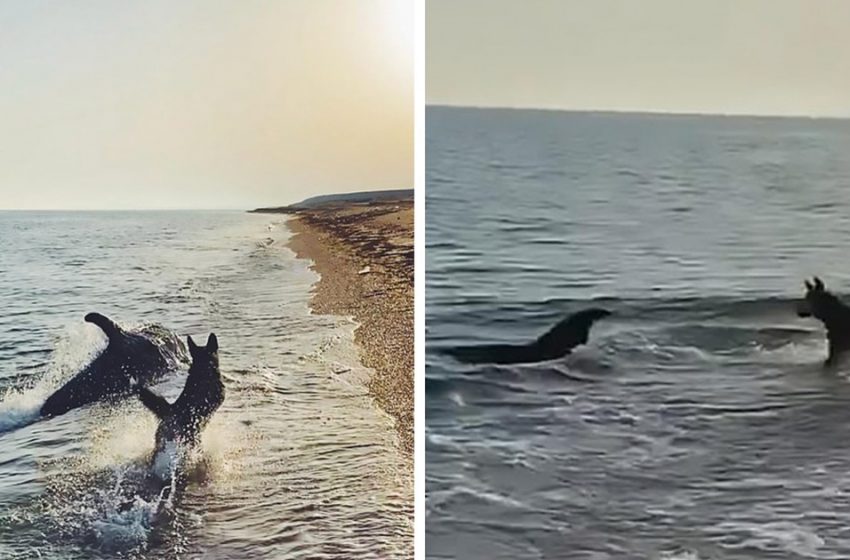  Curious dolphin swims close to shore to see her dog