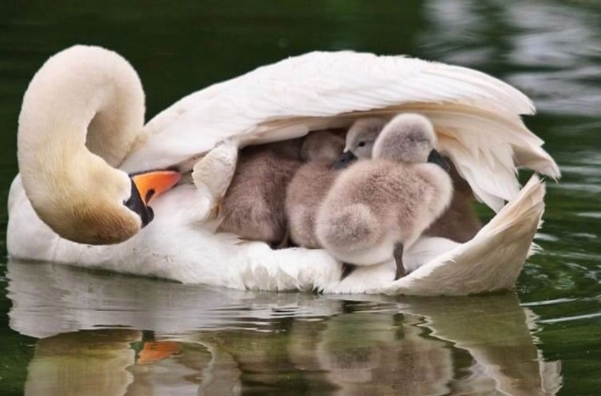  Father swan carries babies following mother’s death