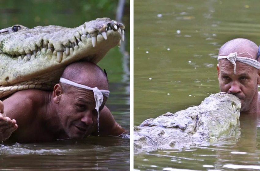 A man saves crocodile’s life, then becomes his best friend.