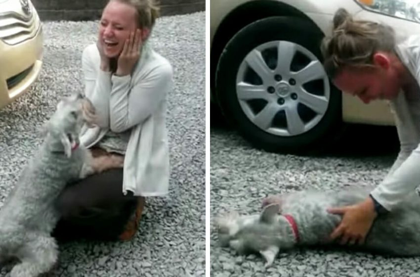  Dog passes out after reuniting with his family