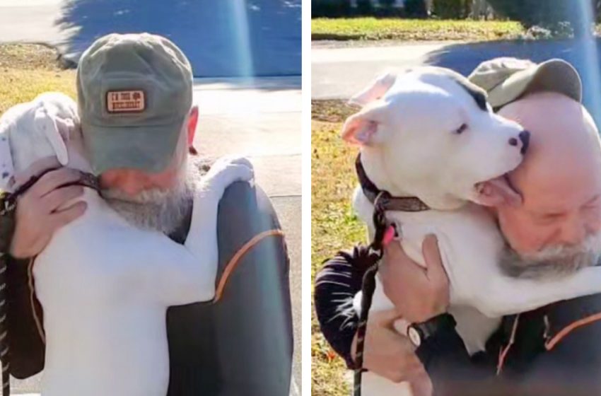  Adopted pit bull can’t stop kissing his new owner