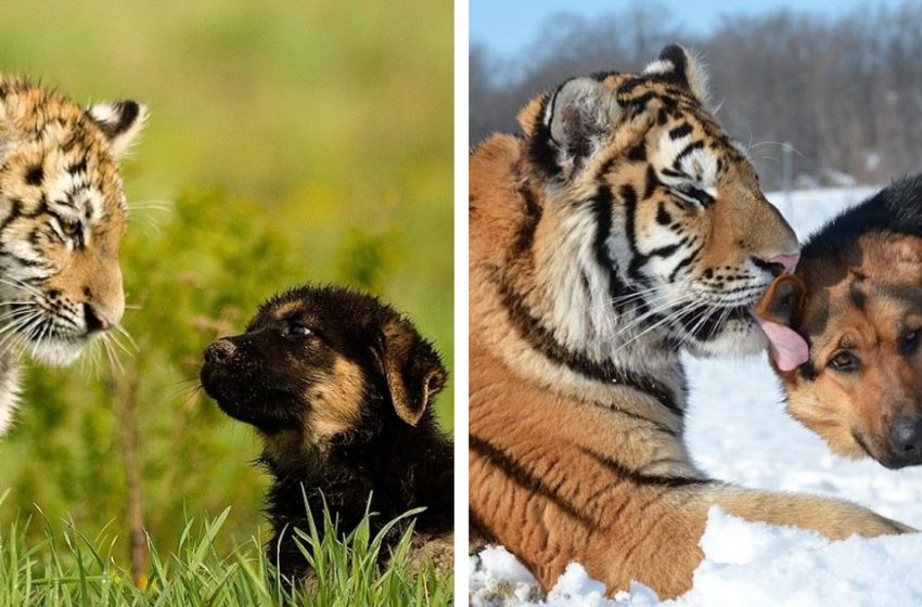  Siberian tiger cub makes friends with three German shepherds in a sanctuary