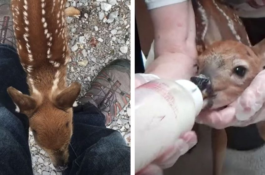  Baby deer asks rescuers for help (Video)
