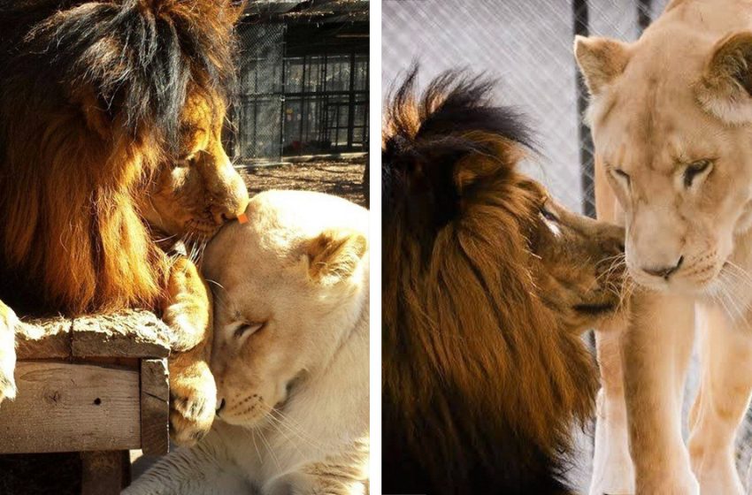  Rescued lions were thought to be euthanized, but fell in love