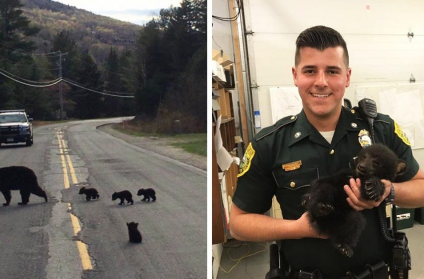  A bear rescued by police officer to be united with family