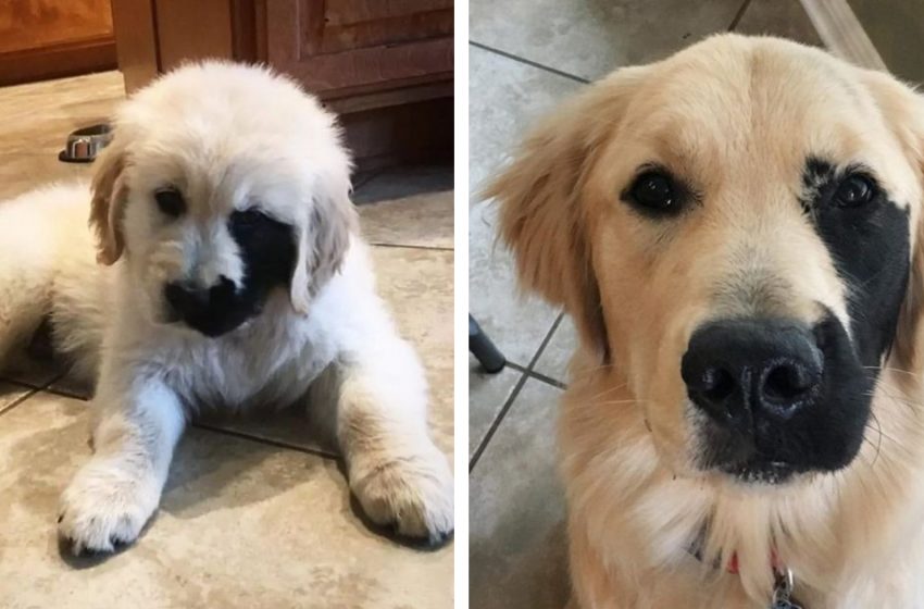  Meet Enzo – the new Instagram star due to his unique birthmark