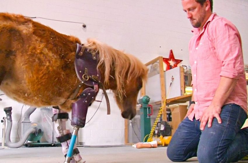  Orthopedist from America prostheses for cats, camels and even elephants