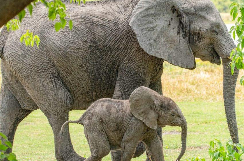  The elephant brings her newborn baby to the people who once saved her life