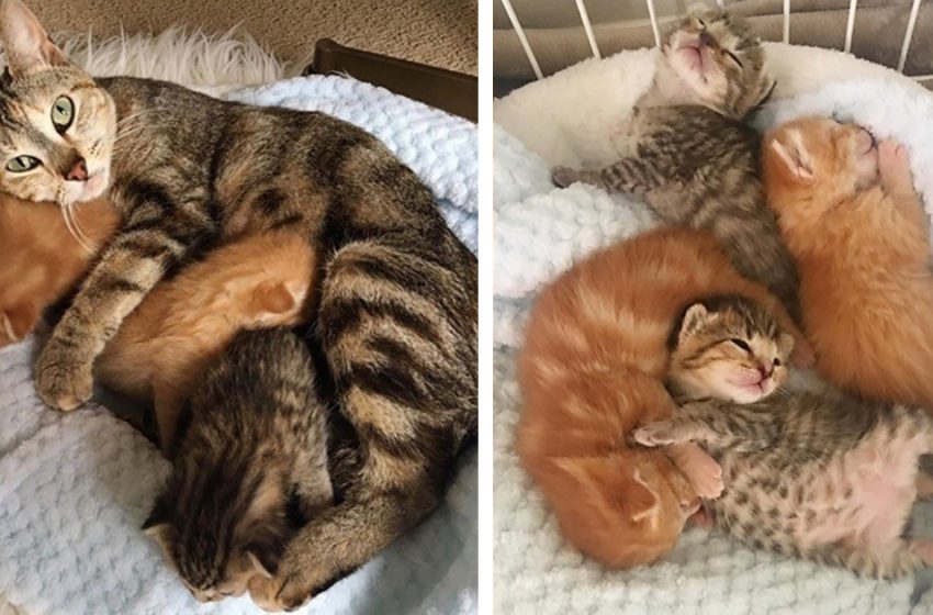  Mother cat reunited with her kittens in the shelter