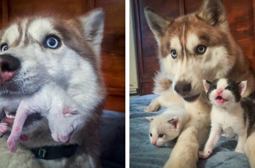  Husky discovers box full of abandoned kittens and adopts them