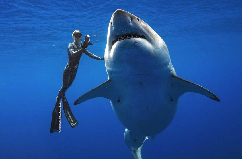  Photoshoot with the largest white shark ever recorded