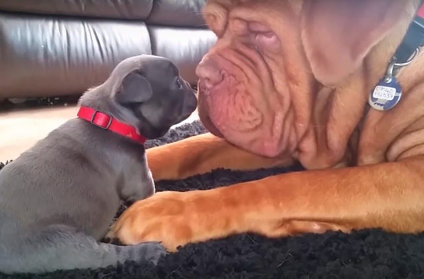  French bulldog adopts a puppy & becomes his mentor