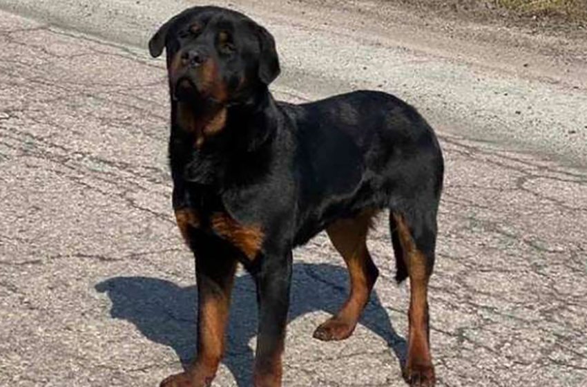  Rottweiler guards his wrap and refuses help