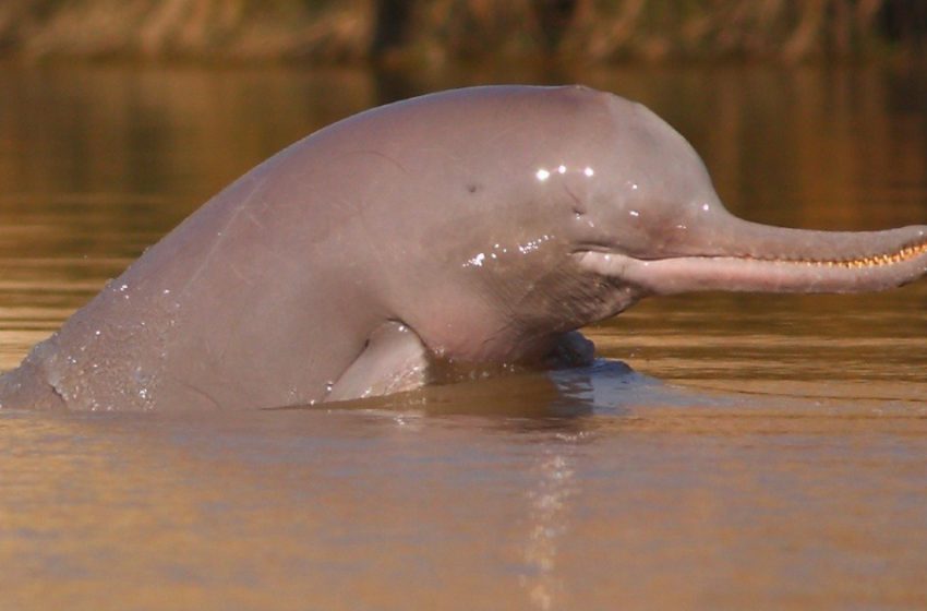  Nearly extinct Indus River Dolphins make a comeback