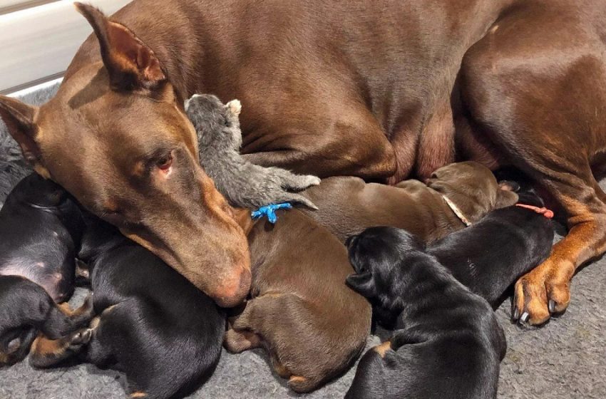  Doberman adopts an orphaned kitten and nurses as her puppy