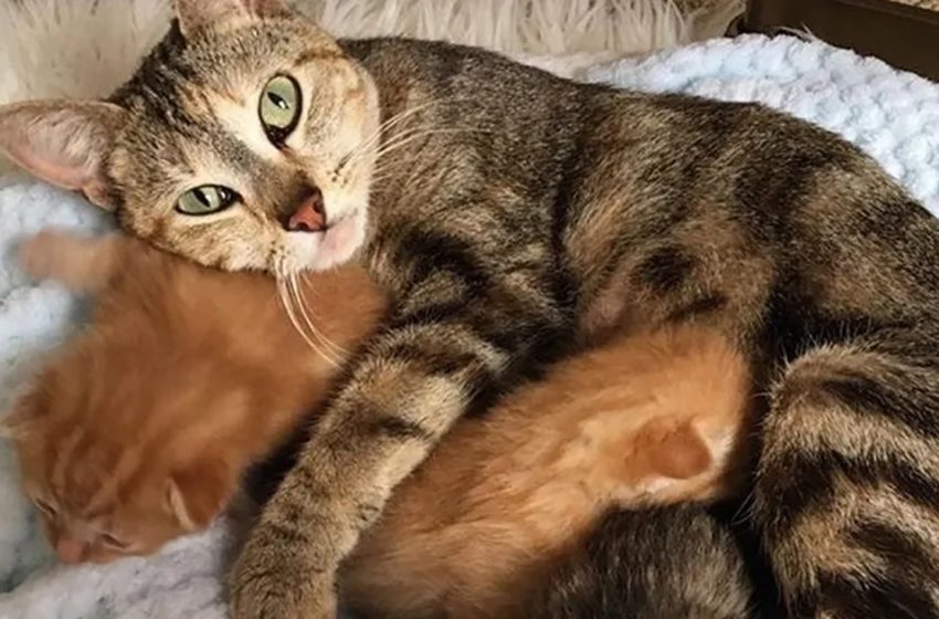  Stray cat reunited with her kittens at foster home