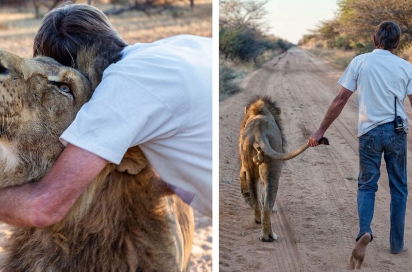  A man saves a lion and makes friends with him