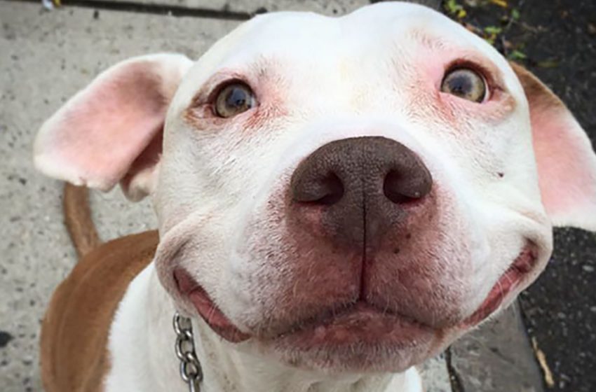  To all those who are afraid of pit bulls – look at Brinks!