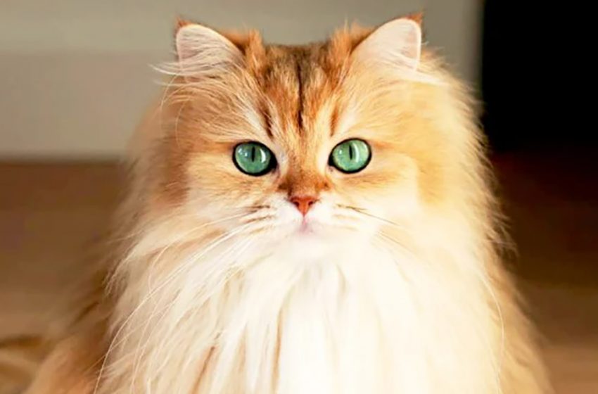  Meet the world’s most charismatic cat & Instagram star – Smoothie!