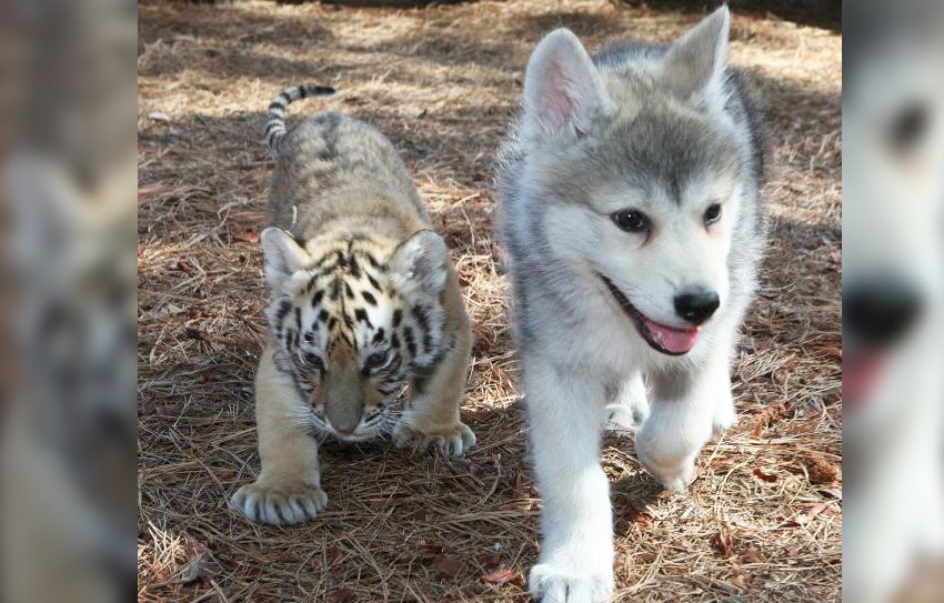  A wolf makes best friends with a tiger cub in the sanctuary