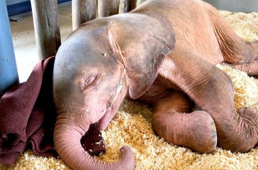  Elephant calf rescued by a miracle lives with Joker scar all over her face