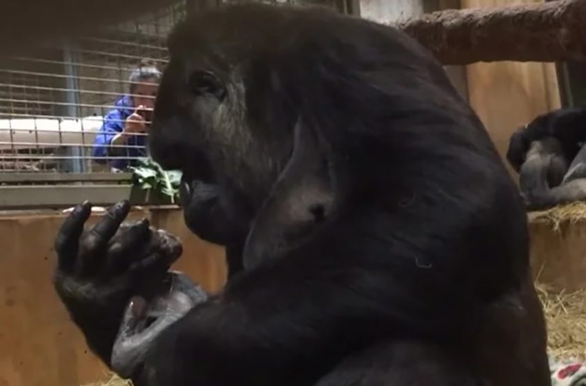  Gorilla cradles her brand new bundle of joy and expresses her affection by peppering his face with soft kisses