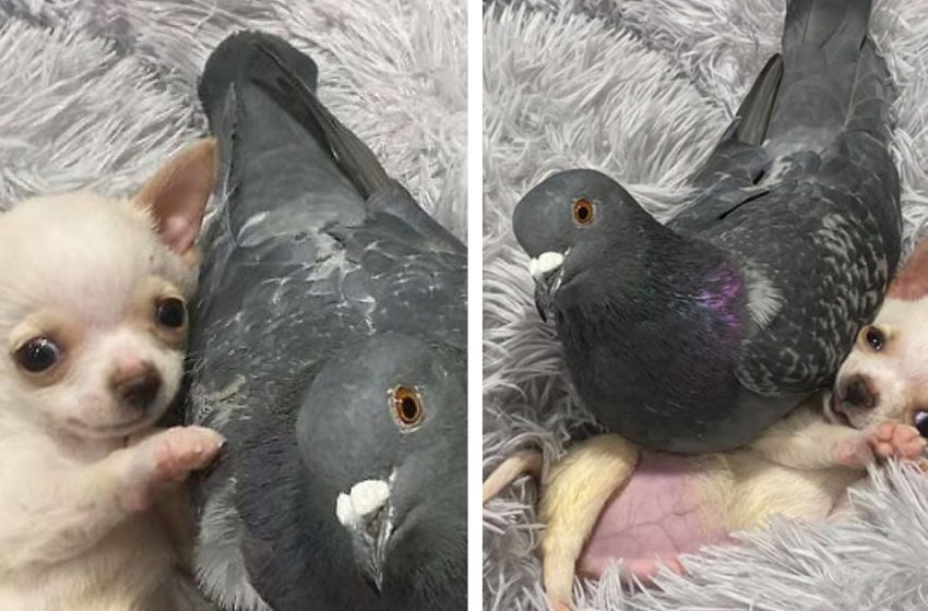  The duo of a pigeon and a dog wins the internet