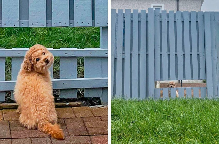  A fence window made for the little dog makes him so very happy