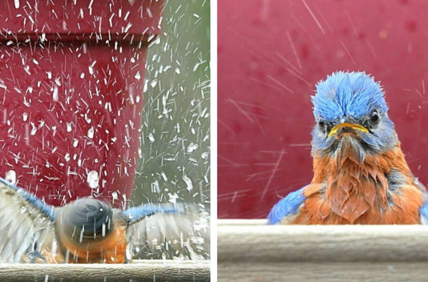  Photos of a little bird having bath in absolute blast