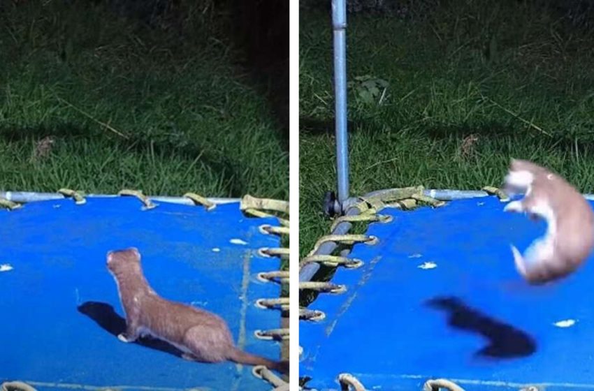  Baby stoats captured jumping on a trampoline