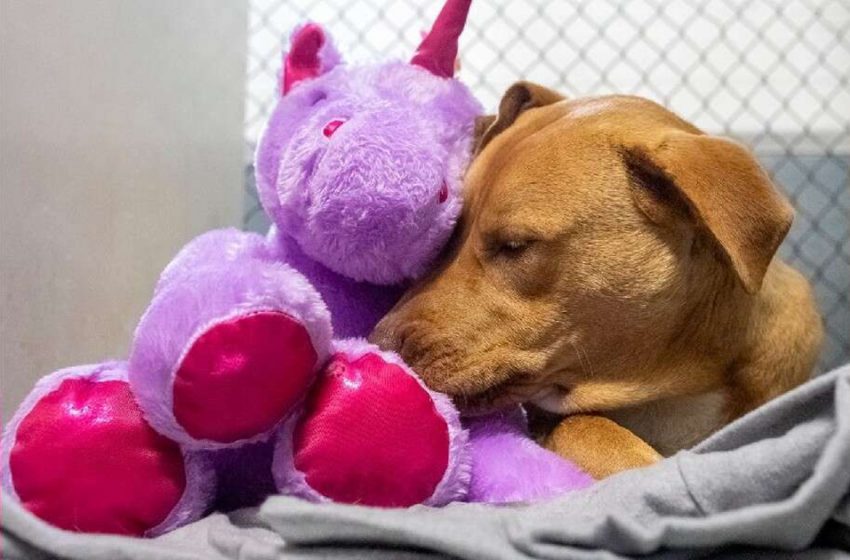  Stray dog steals fluffy toy from a store for a reason