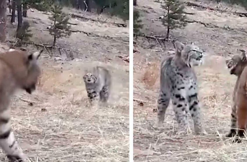  The flirting moment of two bobcats captured on a camera