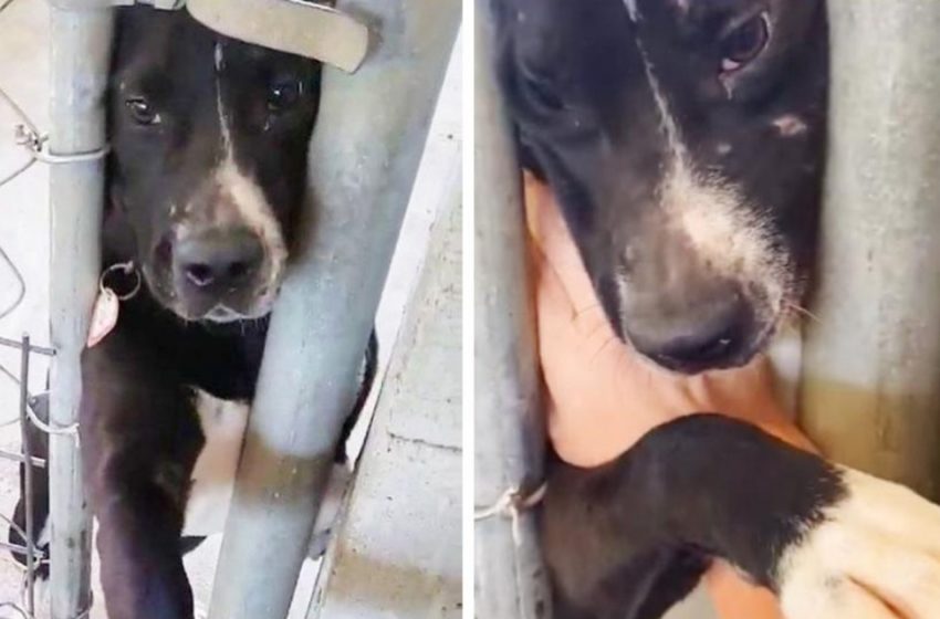  Abused dog finds home due to his charming character