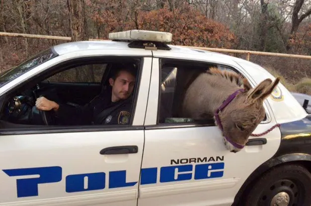  Cop saves donkey from busy highway, drives it safety in patrol car