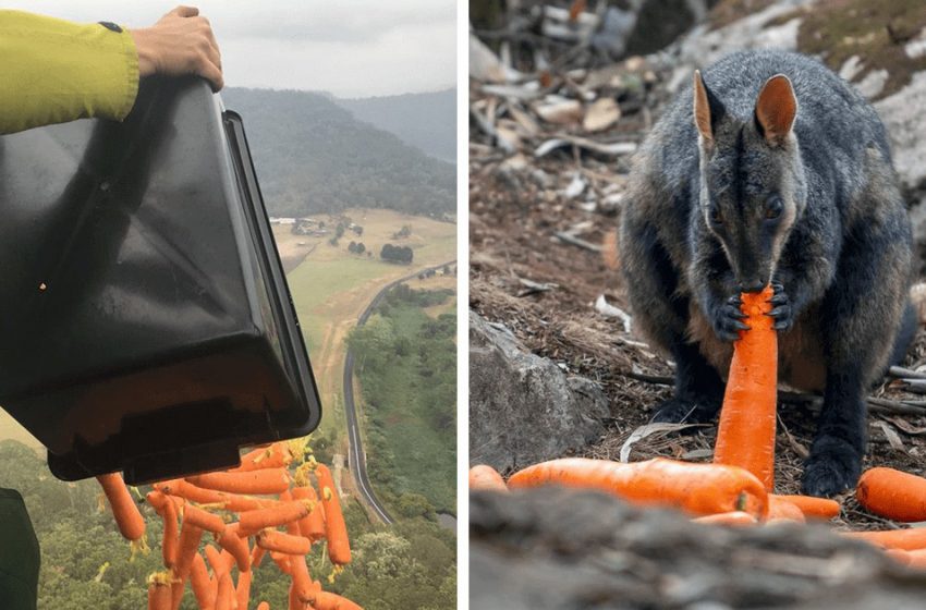  Vegetables supplied from the sky  to feed kangaroos in Australia