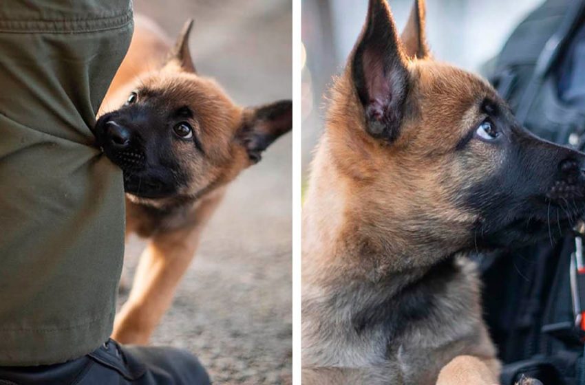  This puppy is already popular. He will soon join police special forces