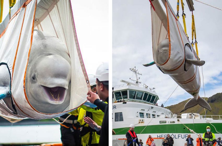  Whales kept in captivity can’t stop smiling after their rescue