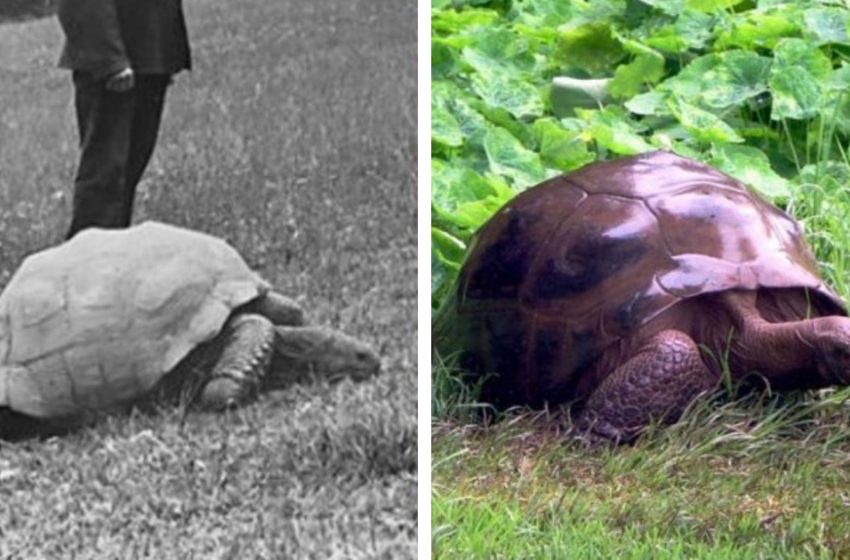  Jonathan is a 189 year old tortoise living a luxury life